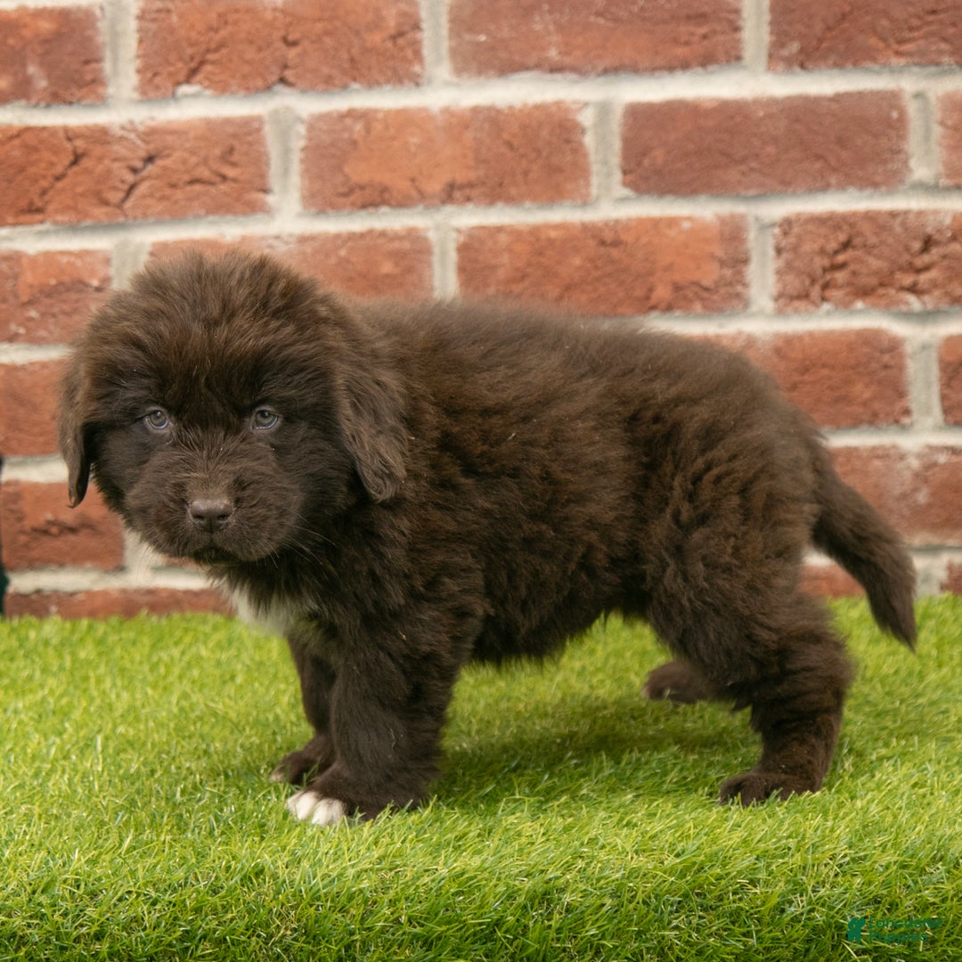 Newfoundland dogs for sale: Ryder - Ad 5