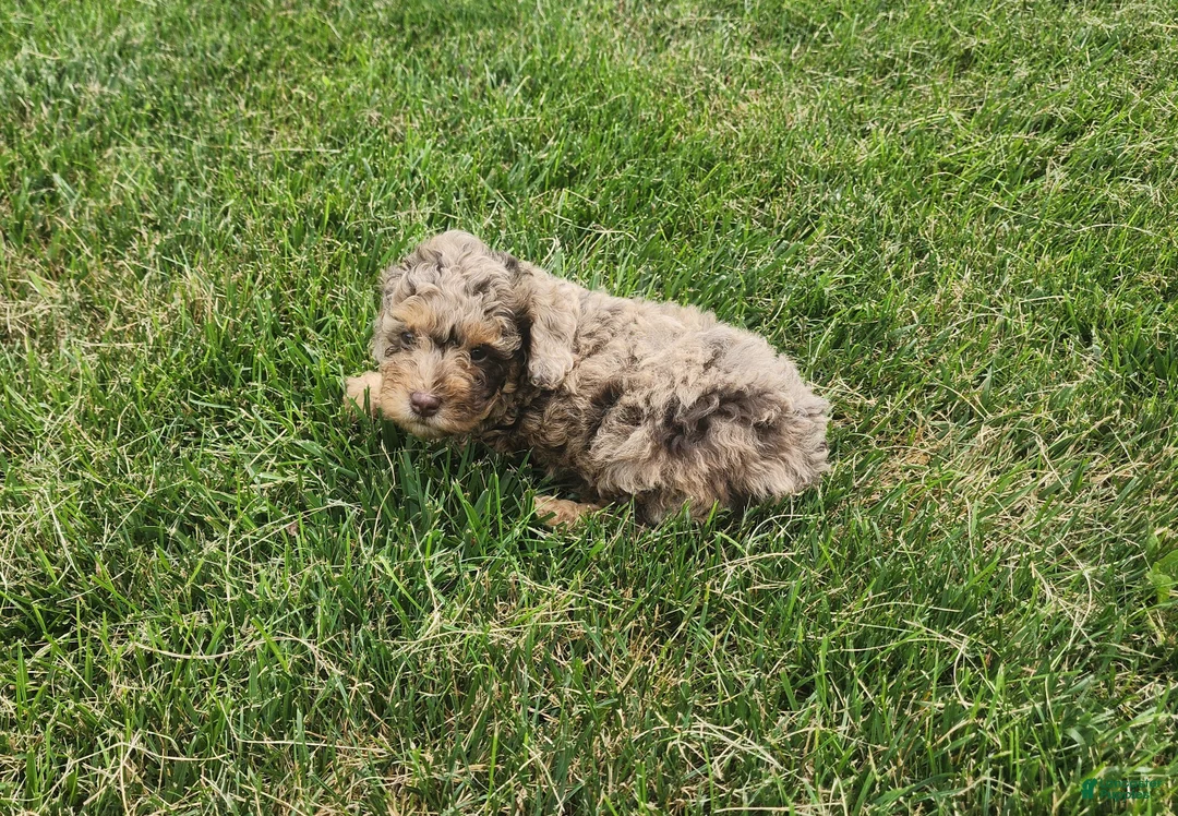 Mini Goldendoodle dogs for sale: Kody - Ad 2