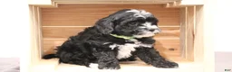 Mini Bernedoodle dogs for sale: Archie - Ad 1