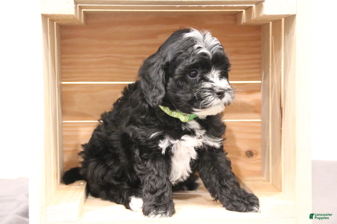 Mini Bernedoodle dogs for sale: Archie - Ad 1