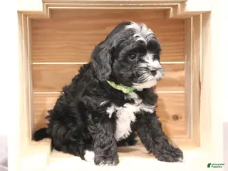 Mini Bernedoodle dogs Archie - Ad 38