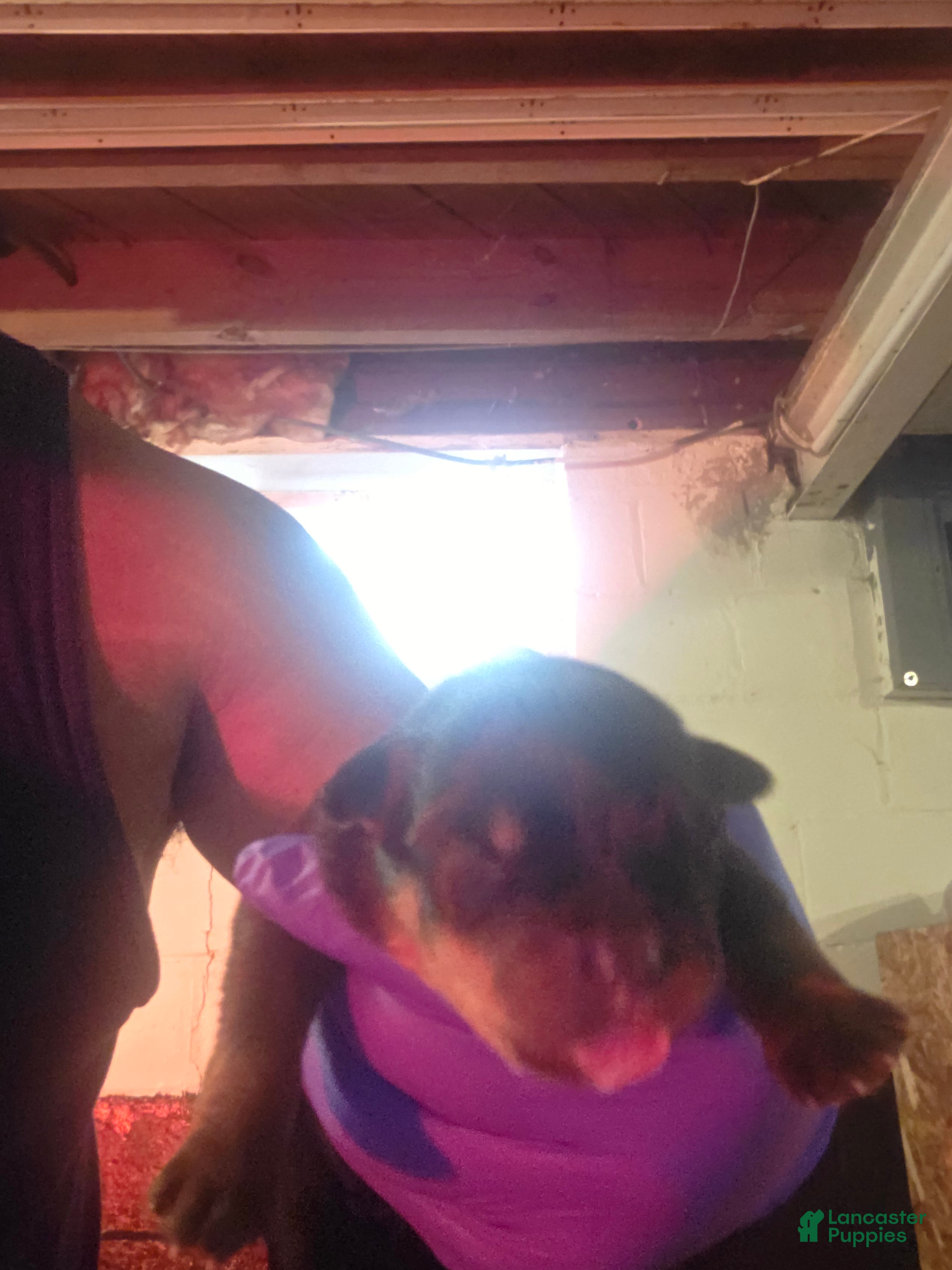 Rottweiler dogs for sale: Rottweiler 3 - Ad 34