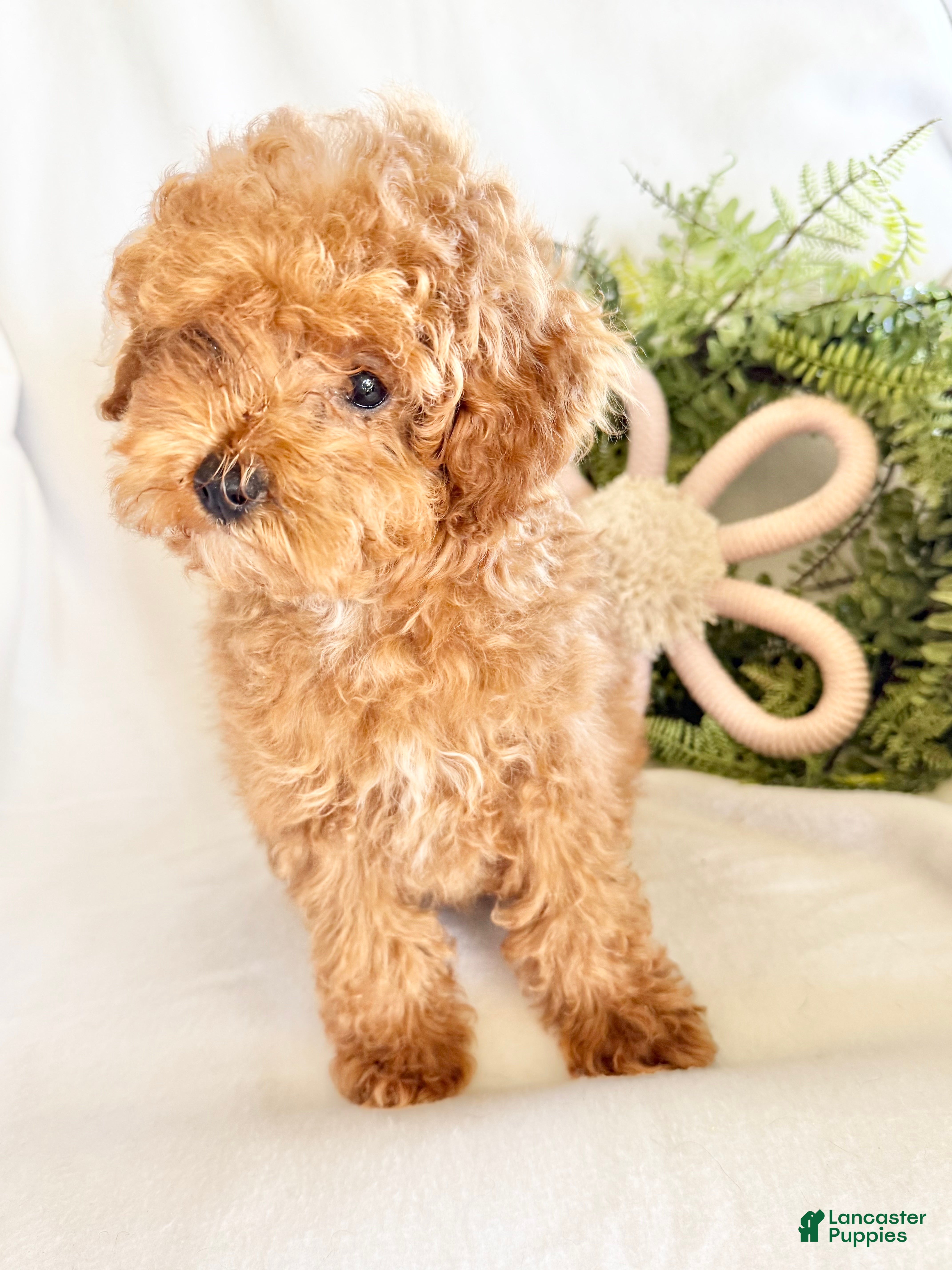 Toy Poodle dogs Mabel  - Ad 1