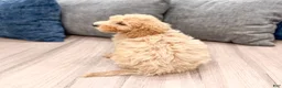 Miniature Labradoodle dogs for sale: Kendra - Ad 6