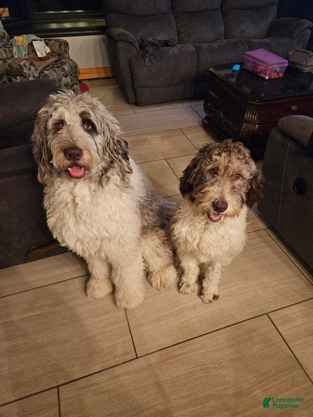 Newfypoo dogs for sale: Light Green - Ad 8