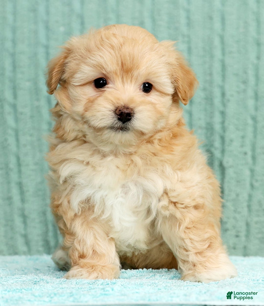 Pomapoo dogs for sale: Tinker - Ad 2