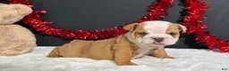 English Bulldog dogs for sale: Violet - Ad 2