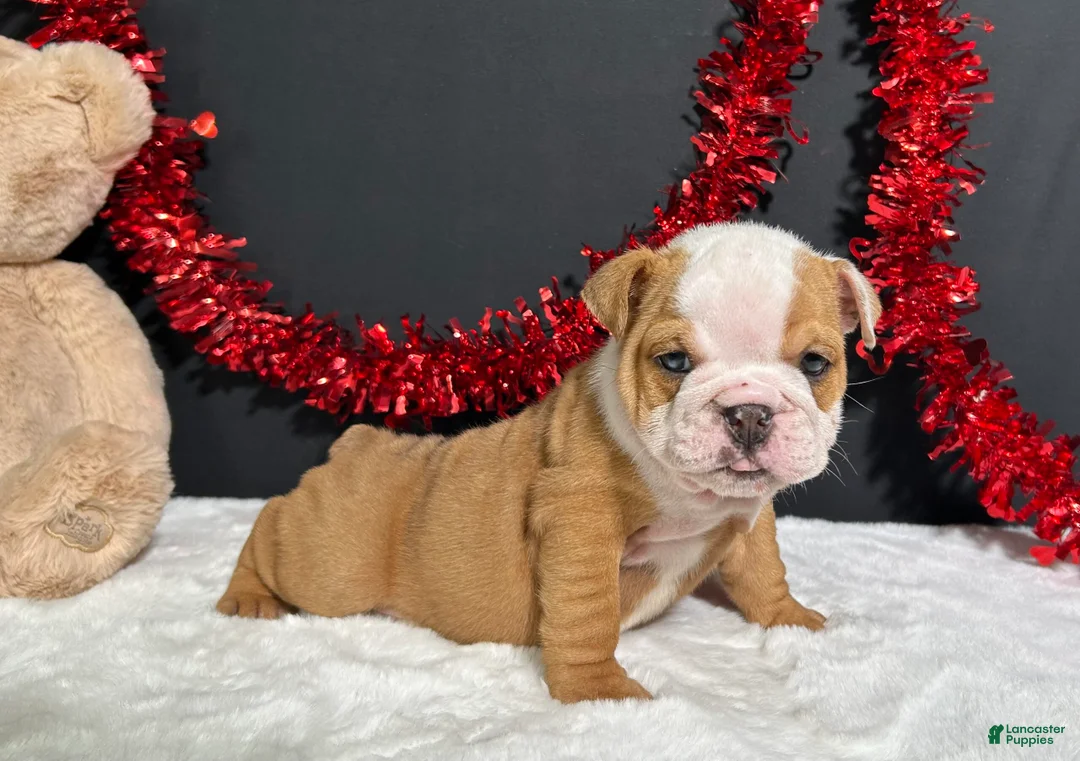 English Bulldog dogs for sale: Violet - Ad 2
