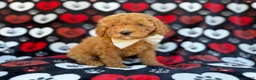 Cavapoo dogs for sale: Ace - Ad 2