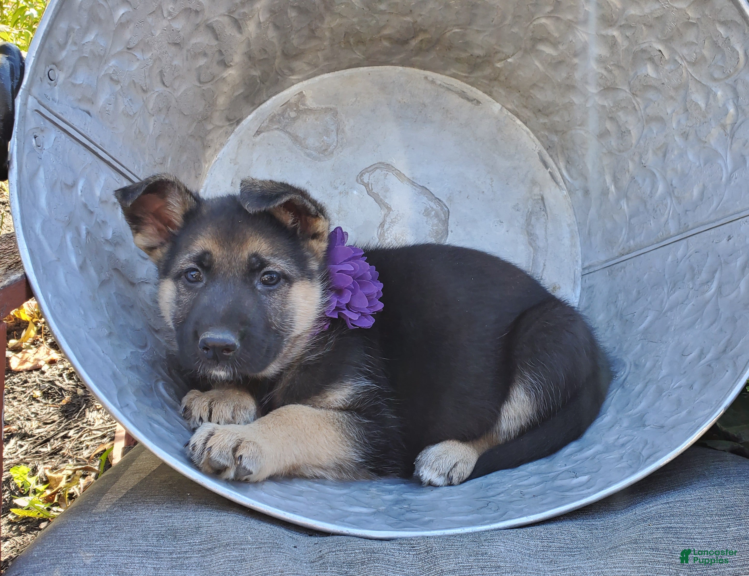 German Shepherd dogs for sale: Tina - Ad 2