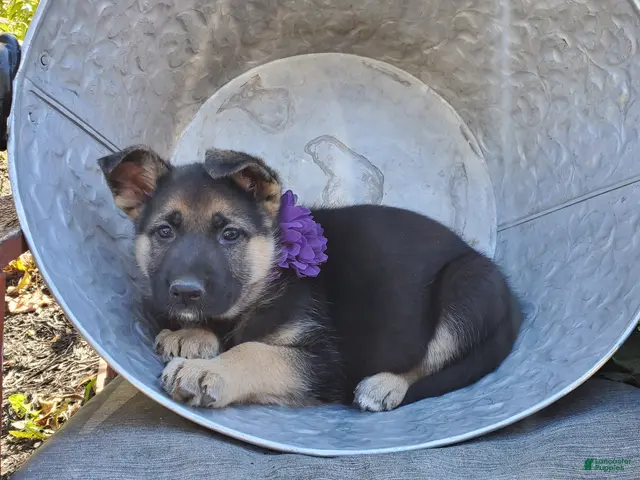German Shepherd dogs for sale: Tina - Ad 2
