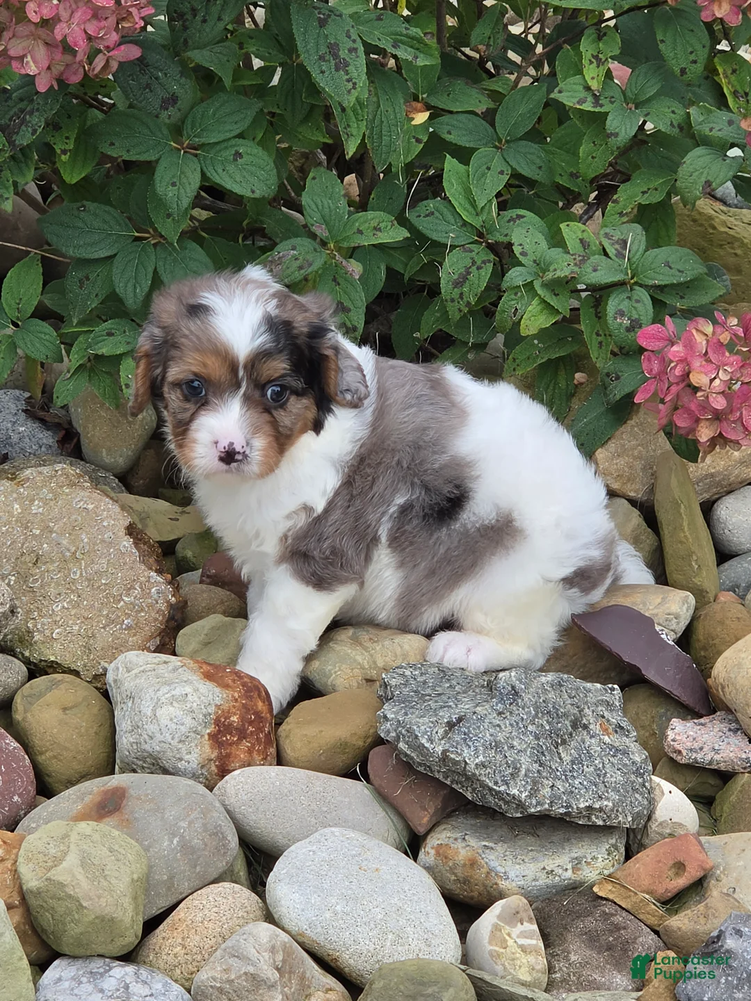 Cavapoo dogs for sale: Stormy - Ad 6
