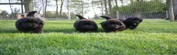 Newfoundland dogs for sale: Ember - Ad 17