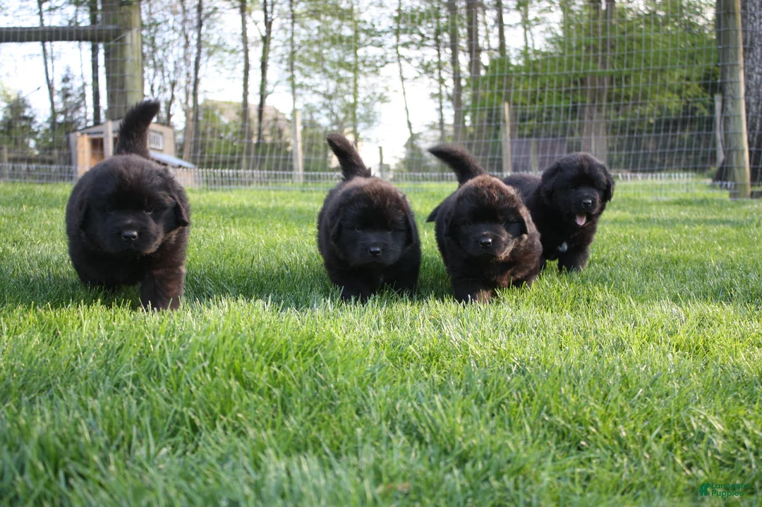 Newfoundland dogs for sale: Ember - Ad 17
