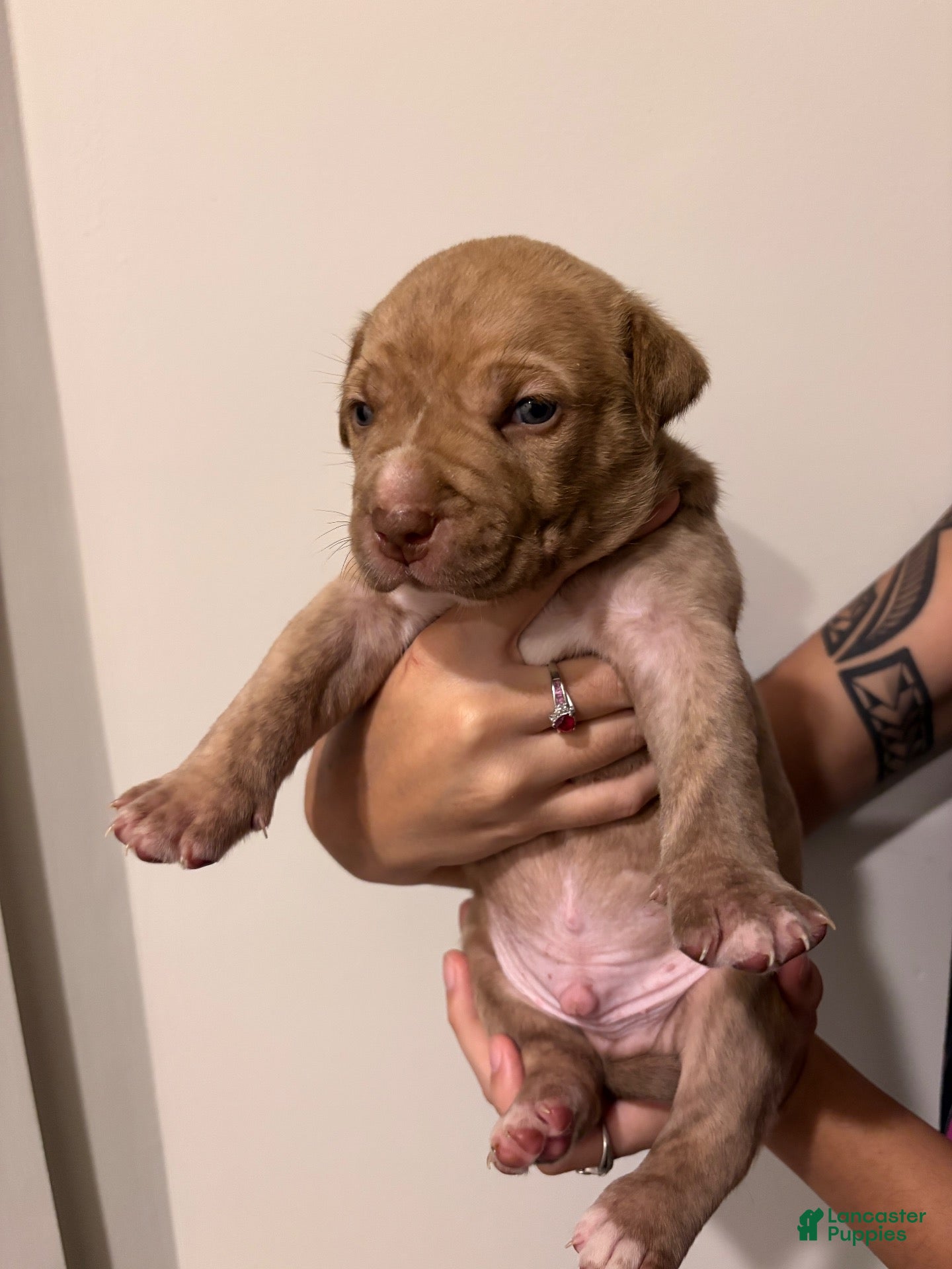 American Bully dogs American XL Bully 2 - Ad 38