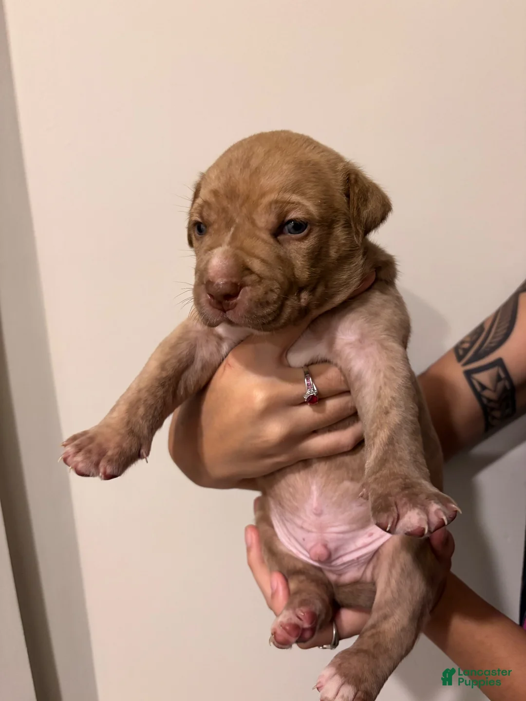 American Bully dogs for sale: American XL Bully 2 - Ad 1