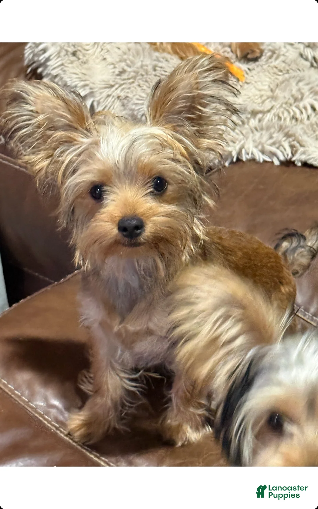 Yorkshire Terrier dogs for sale: Rubio - Ad 2