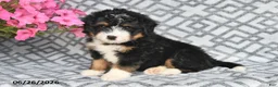 Mini Bernedoodle dogs for sale: Tony - Ad 6
