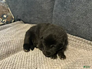 Mixed Breed dogs for sale: Onyxia - Ad 3