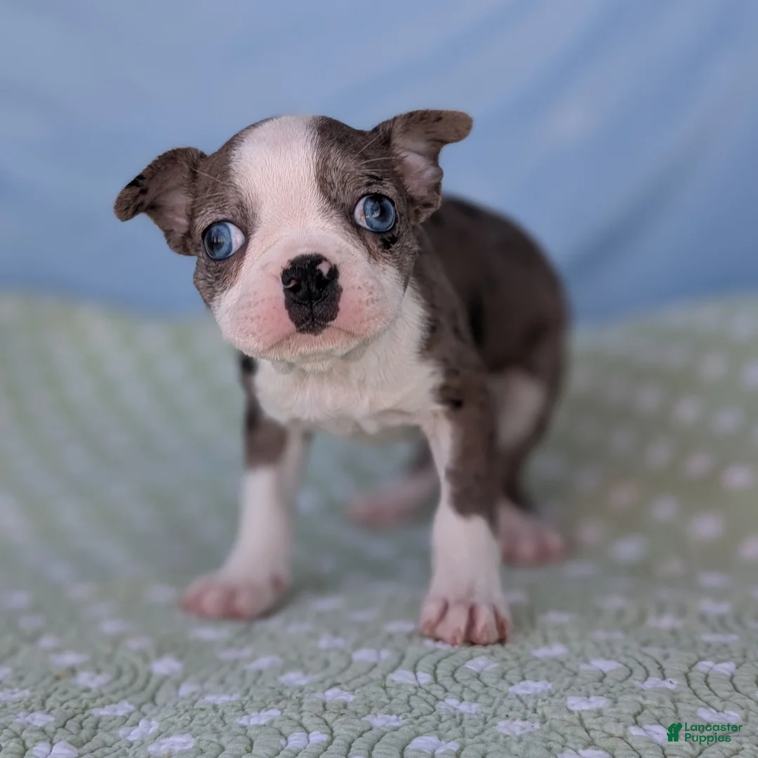 Boston Terrier dogs for sale: Mrs. Kringle - Ad 1
