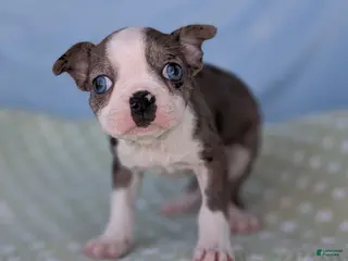 Boston Terrier dogs Mrs. Kringle - Ad 26