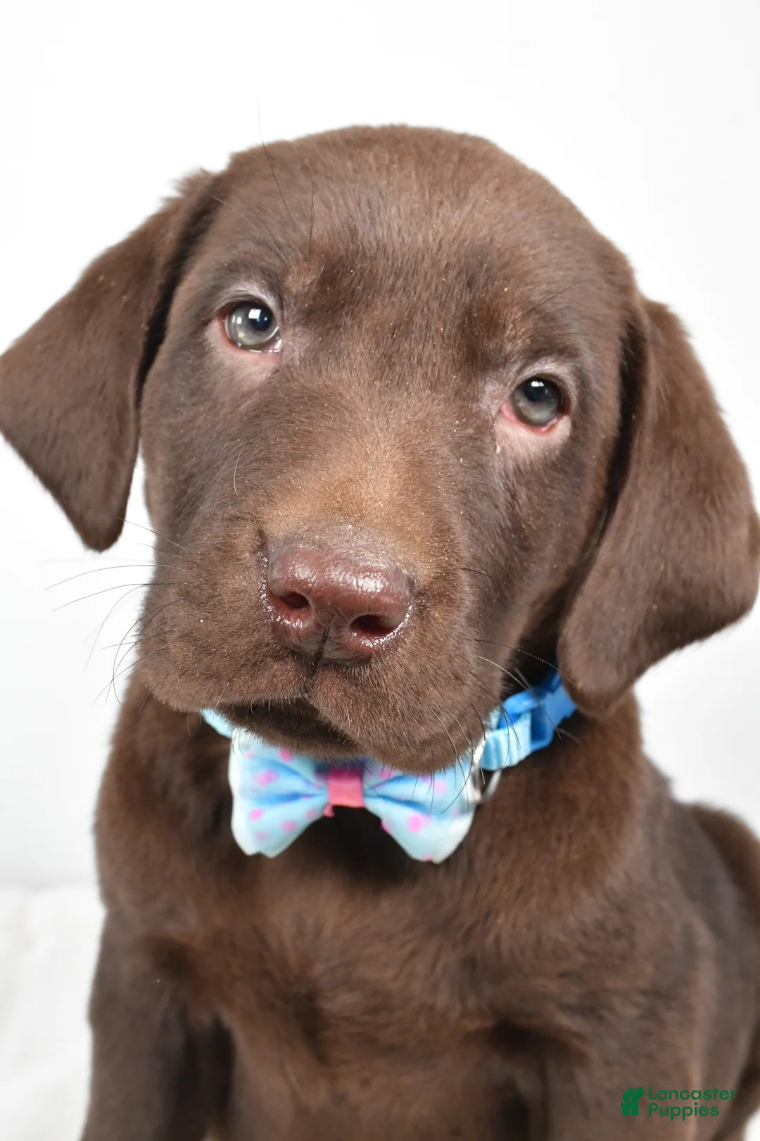 Labrador Retriever dogs for sale: Matthias - Ad 5