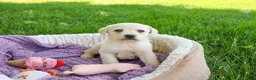 Labrador Retriever dogs for sale: Tinkerbell - Ad 2
