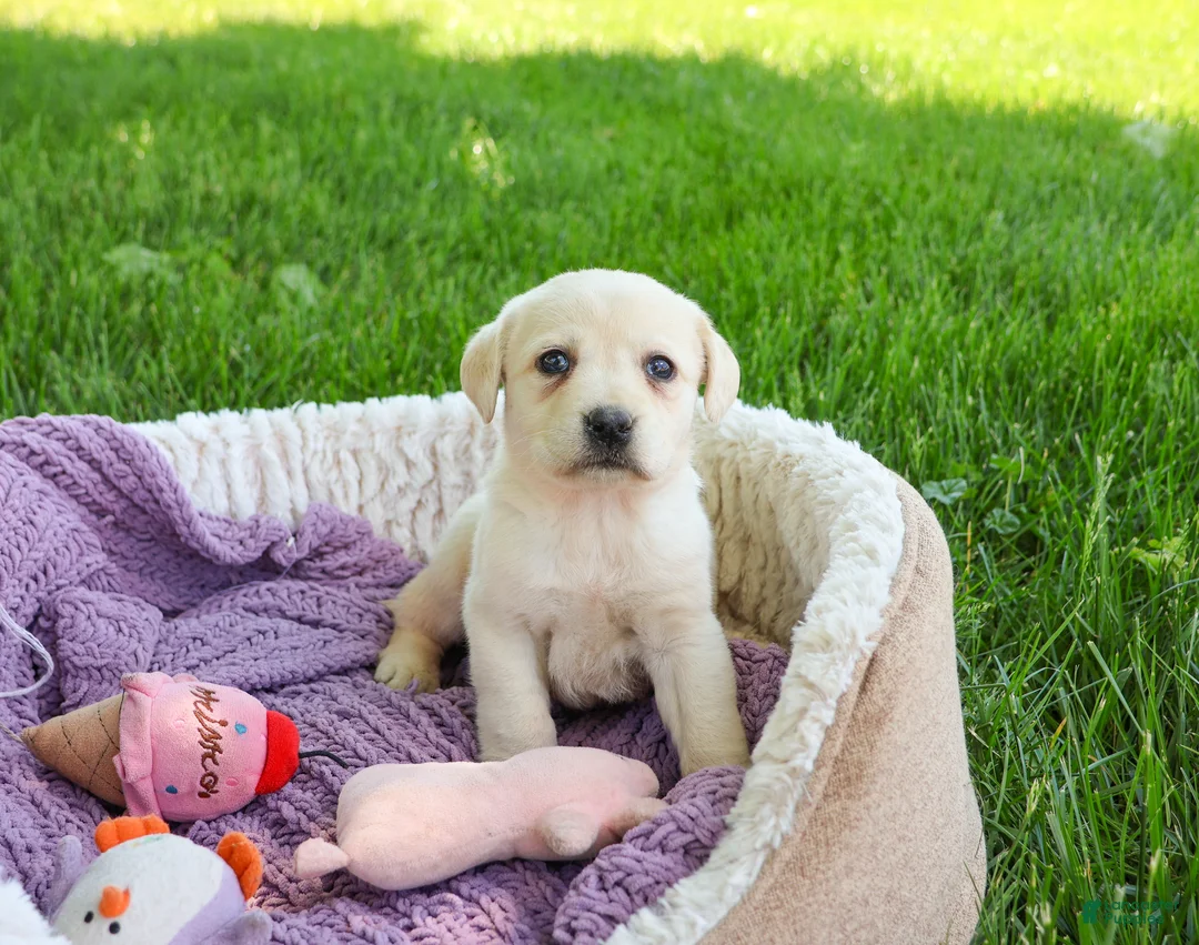 Labrador Retriever dogs for sale: Tinkerbell - Ad 2