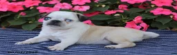 Pug dogs for sale: Bingo - Ad 3