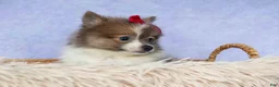 Pomeranian dogs for sale: Everest🐾 - Ad 8