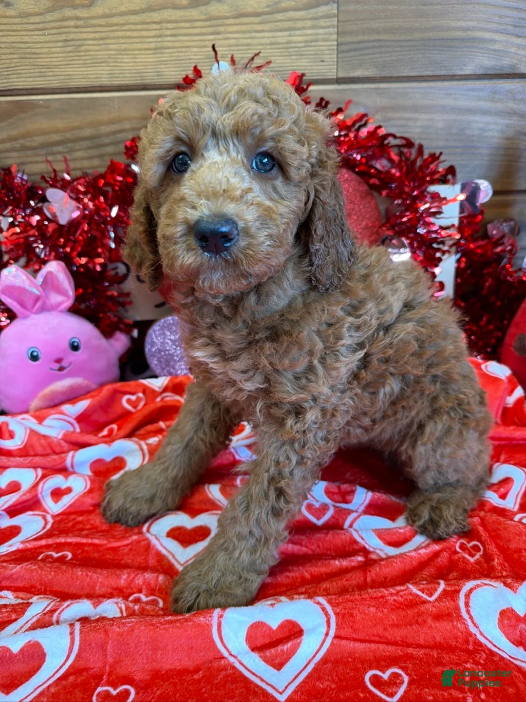 Labradoodle dogs for sale: Kelly - Ad 2