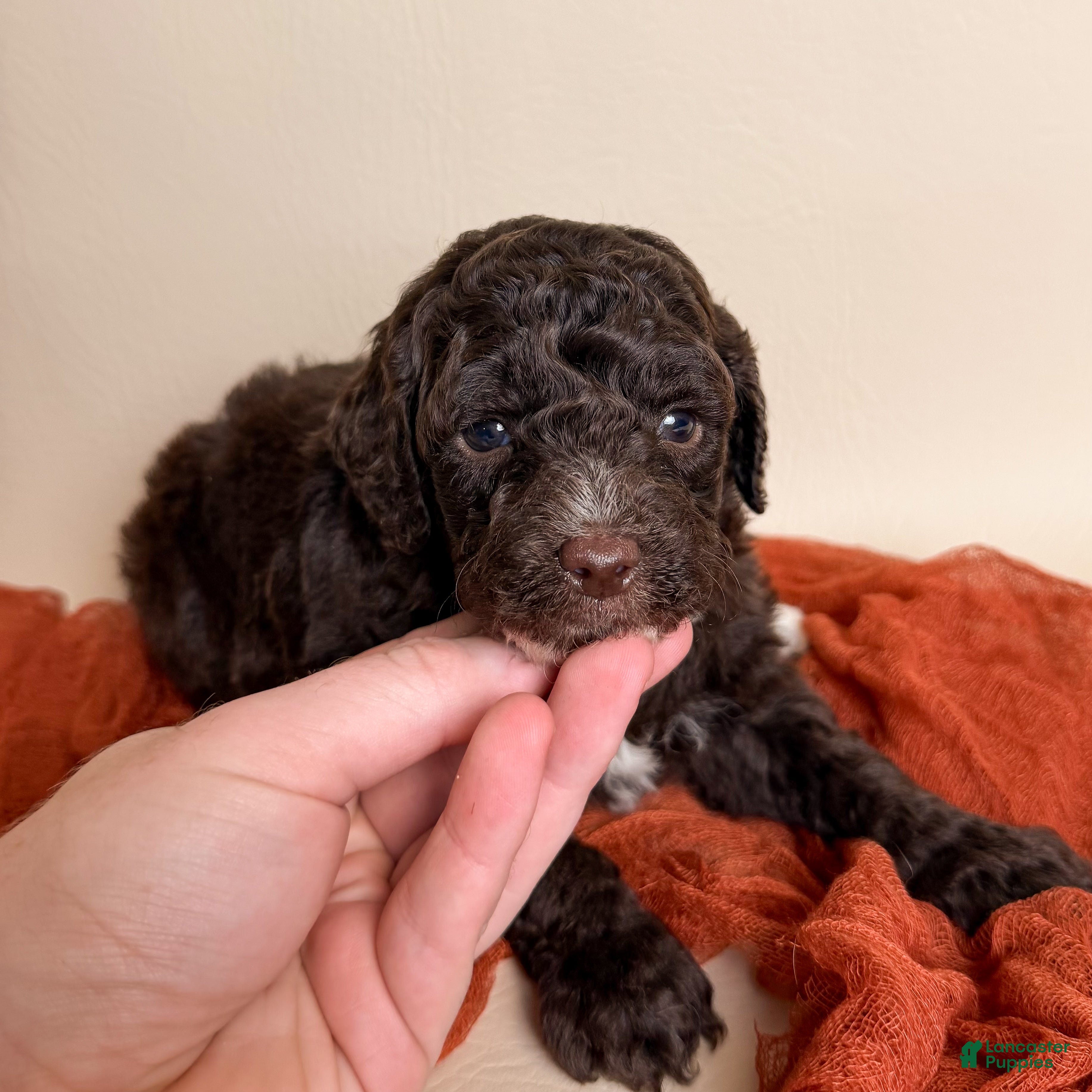Miniature Poodle dogs for sale: Miniature Poodle 3 - Ad 1