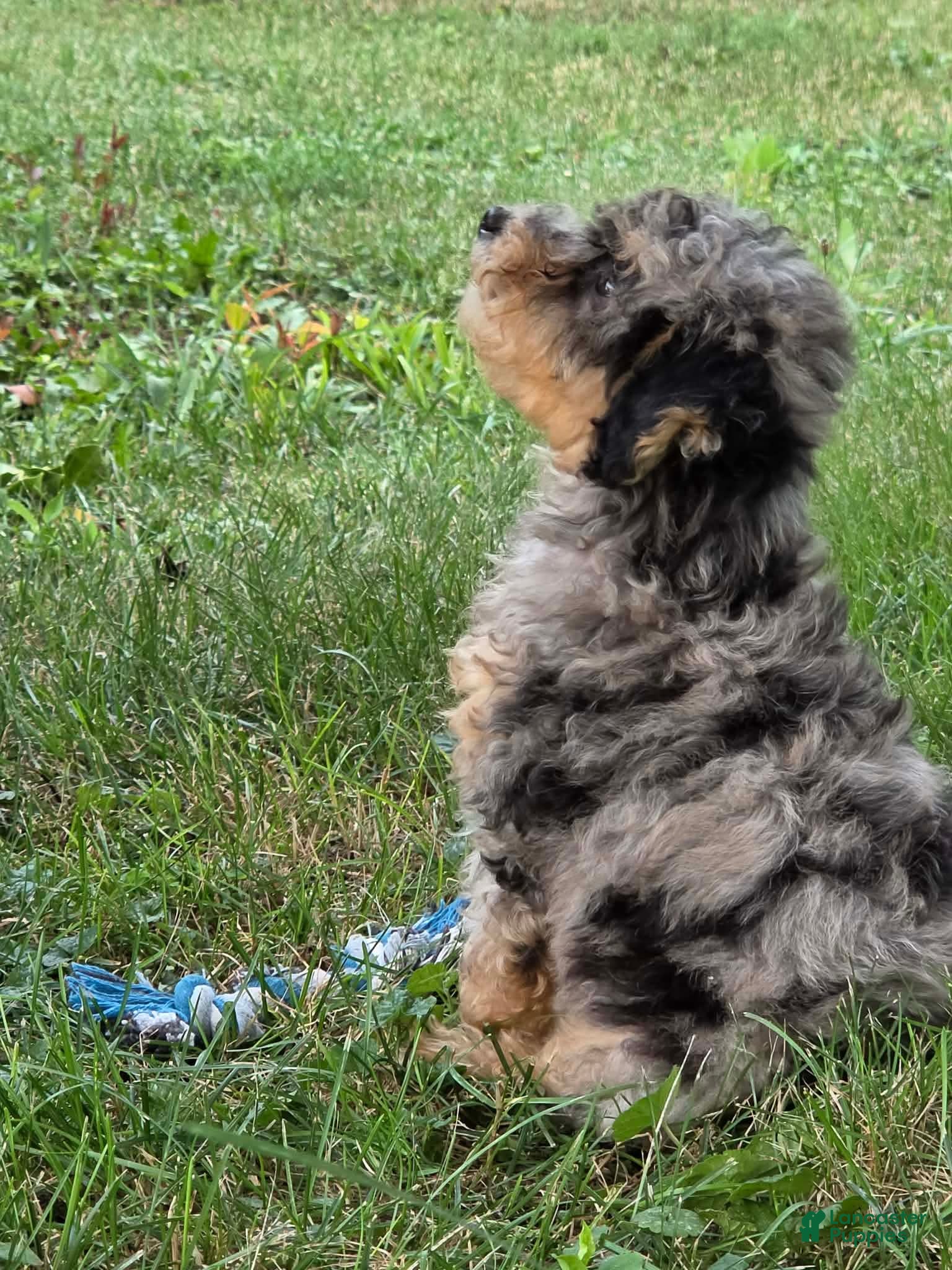 Miniature Poodle dogs Maple  - Ad 10