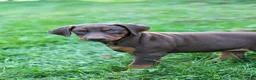 Doberman Pinscher dogs for sale: FRANCES - Ad 4
