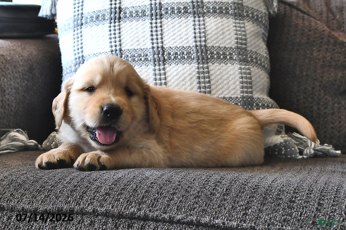 Mixed Breed dogs Thatcher - Ad 1