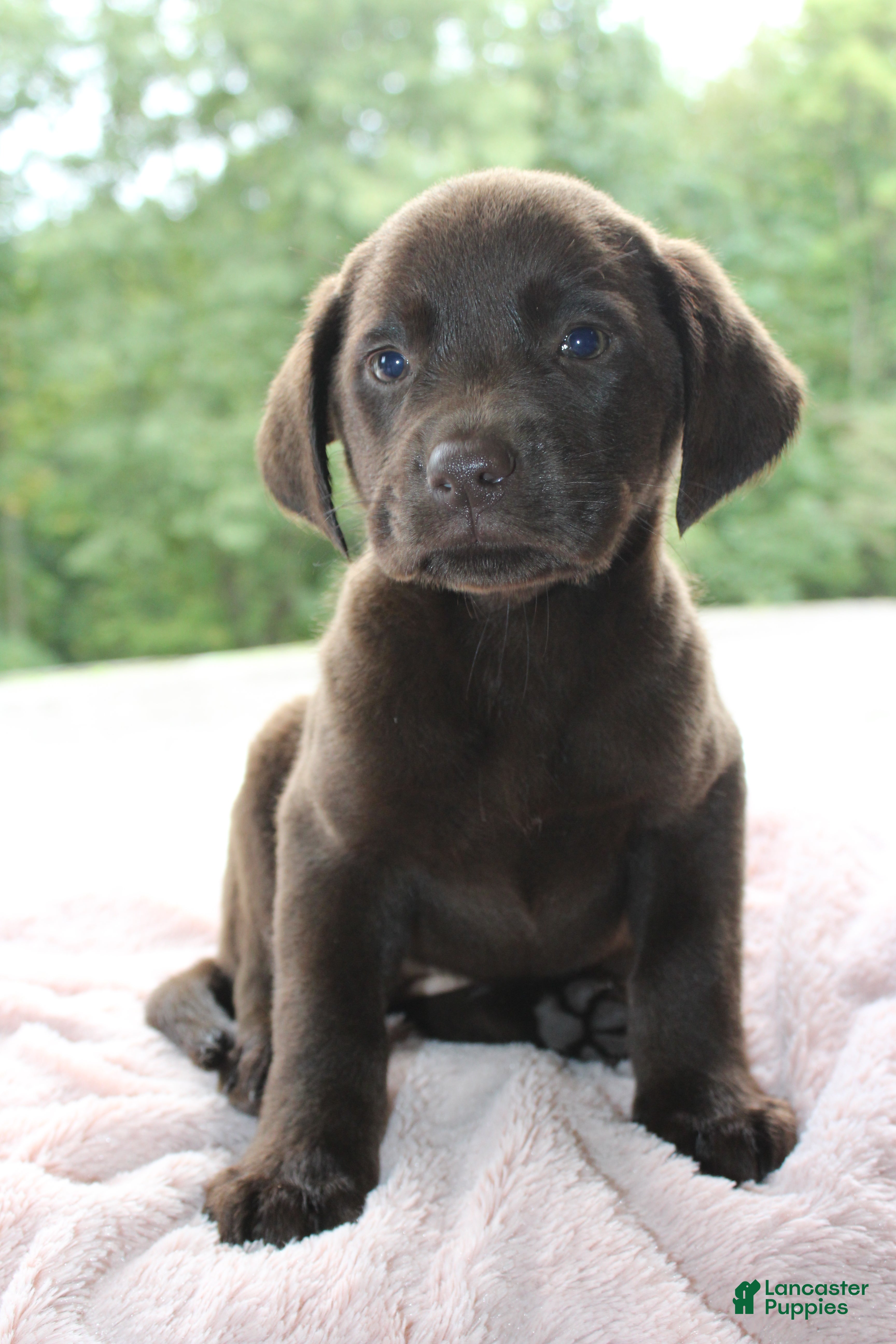 Labrador Retriever dogs Molly  - Ad 2