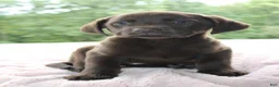 Labrador Retriever dogs for sale: Molly  - Ad 2