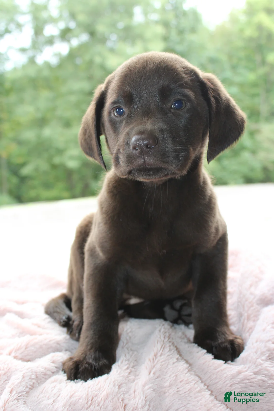 Labrador Retriever dogs for sale: Molly  - Ad 2