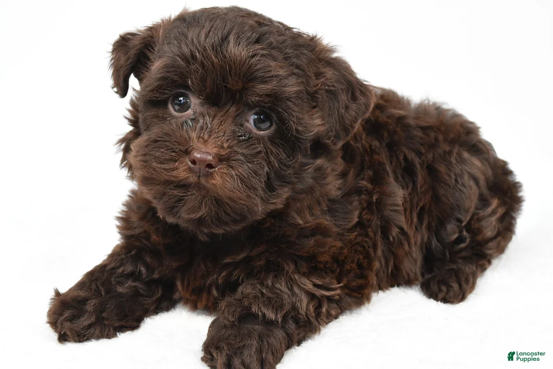 Teddy Bear dogs for sale: Callie - Ad 2