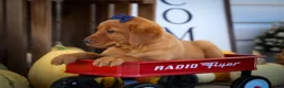 Labrador Retriever dogs for sale: NATHAN - Ad 10