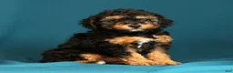Miniature Poodle dogs for sale: Callie - Ad 3
