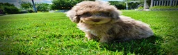 Havapoo dogs for sale: Gorgeous - Ad 13