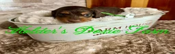 Miniature Dachshund dogs for sale: Bashful - Ad 6