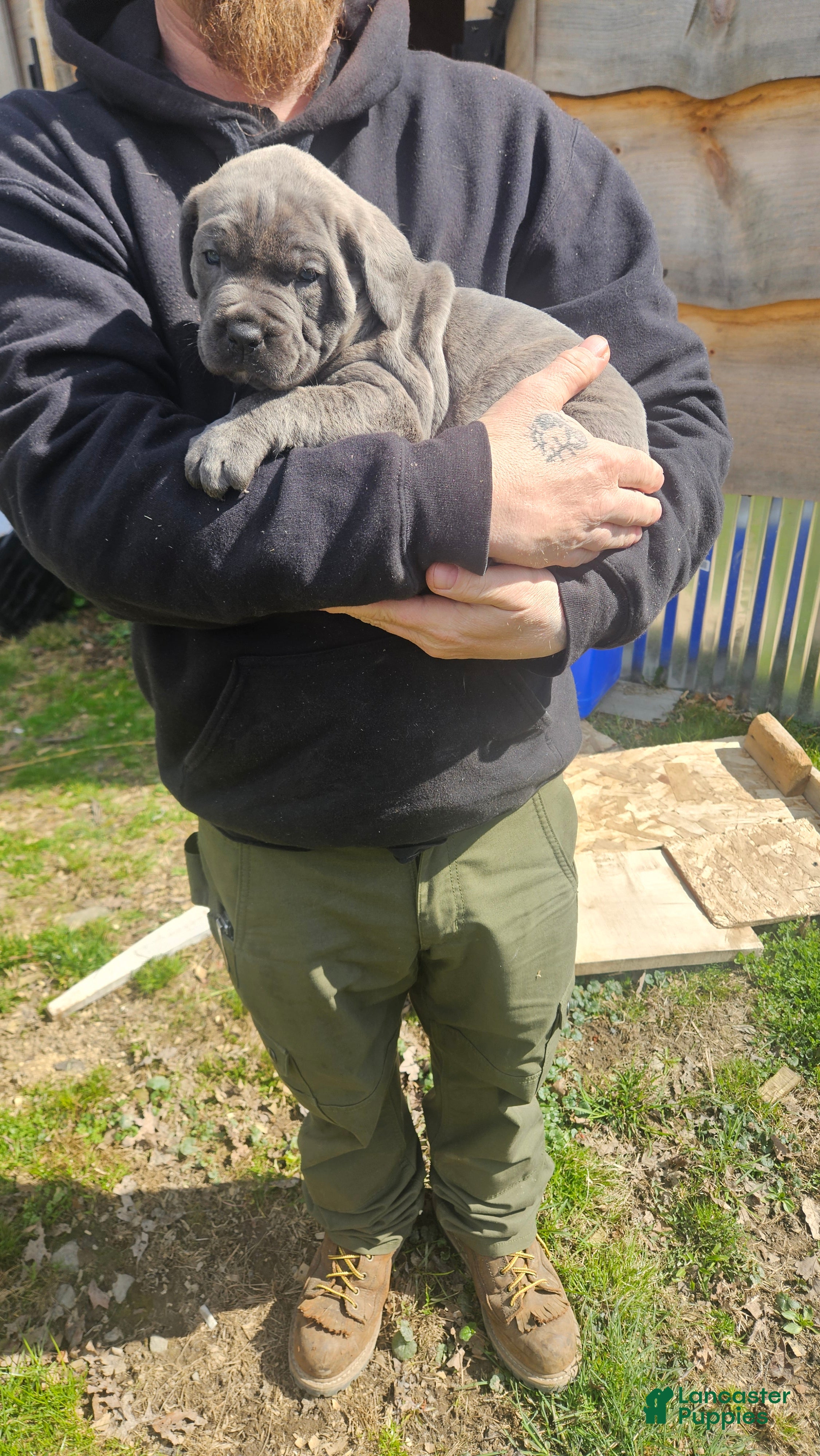 Cane Corso dogs Grey brindle - Ad 1