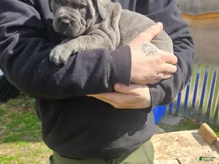 Cane Corso dogs Grey brindle - Ad 22