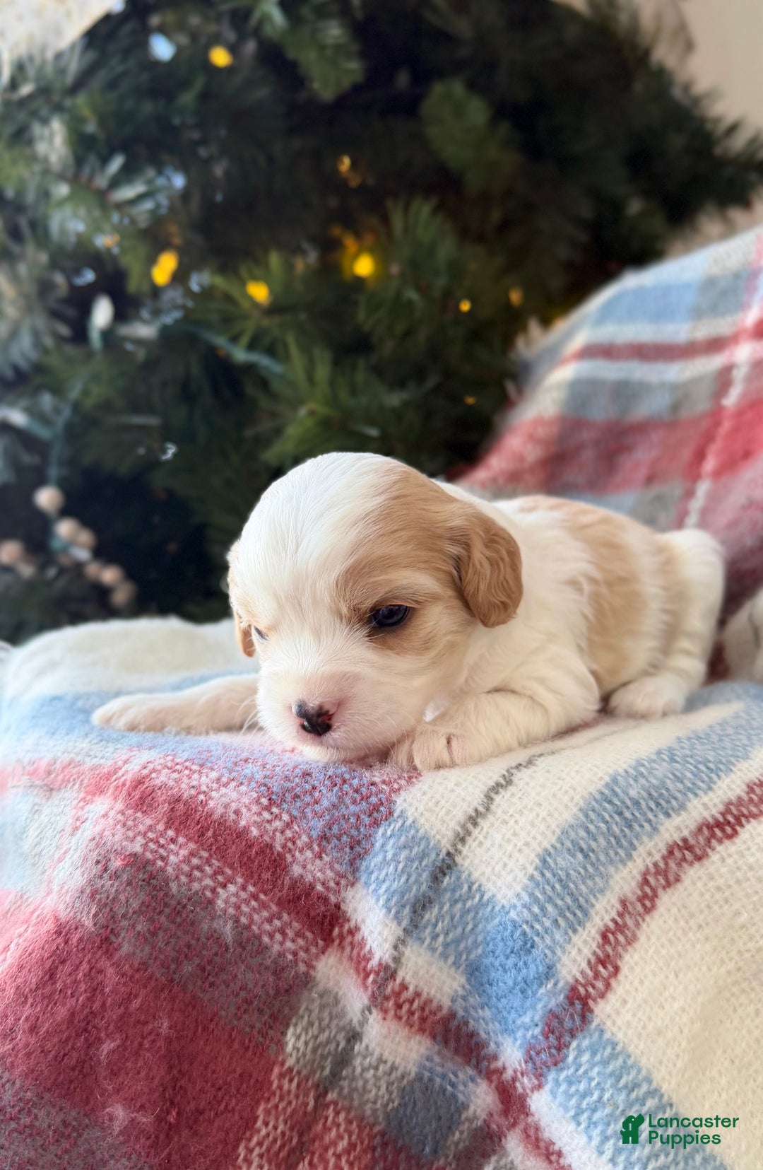 Cavapoo dogs for sale: Winter - Ad 1