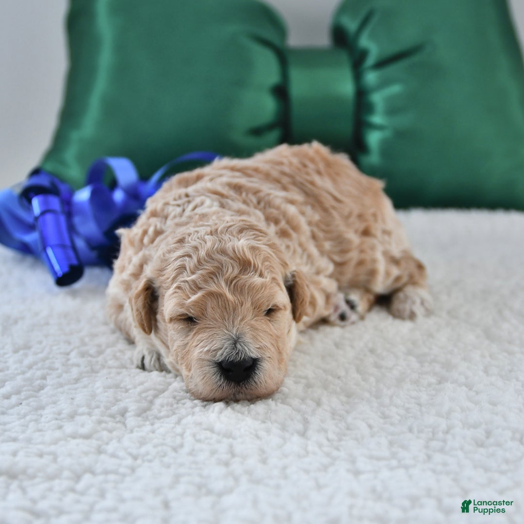 Mini Goldendoodle dogs for sale: Prince   - Ad 1