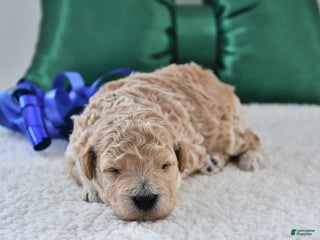 Mini Goldendoodle dogs Prince - Ad 26