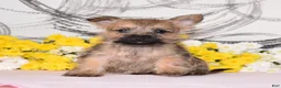 Cairn Terrier dogs for sale: Jayda - Ad 1