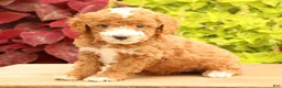 Miniature Poodle dogs for sale: Tessa - Ad 6